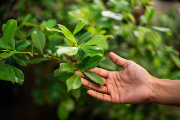 Trusted Dripping Springs, TX Tree Services Experts