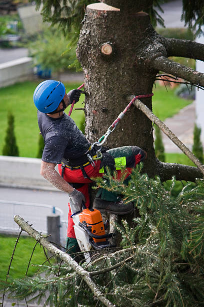 Best Firewood Processing and Delivery  in Dripping Springs, TX