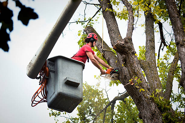 Best Root Management and Removal  in Dripping Springs, TX